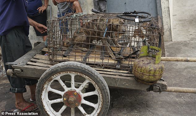 Jokowi Didesak Selebritas Dunia Stop Perdagangan Daging Anjing dan Kucing
